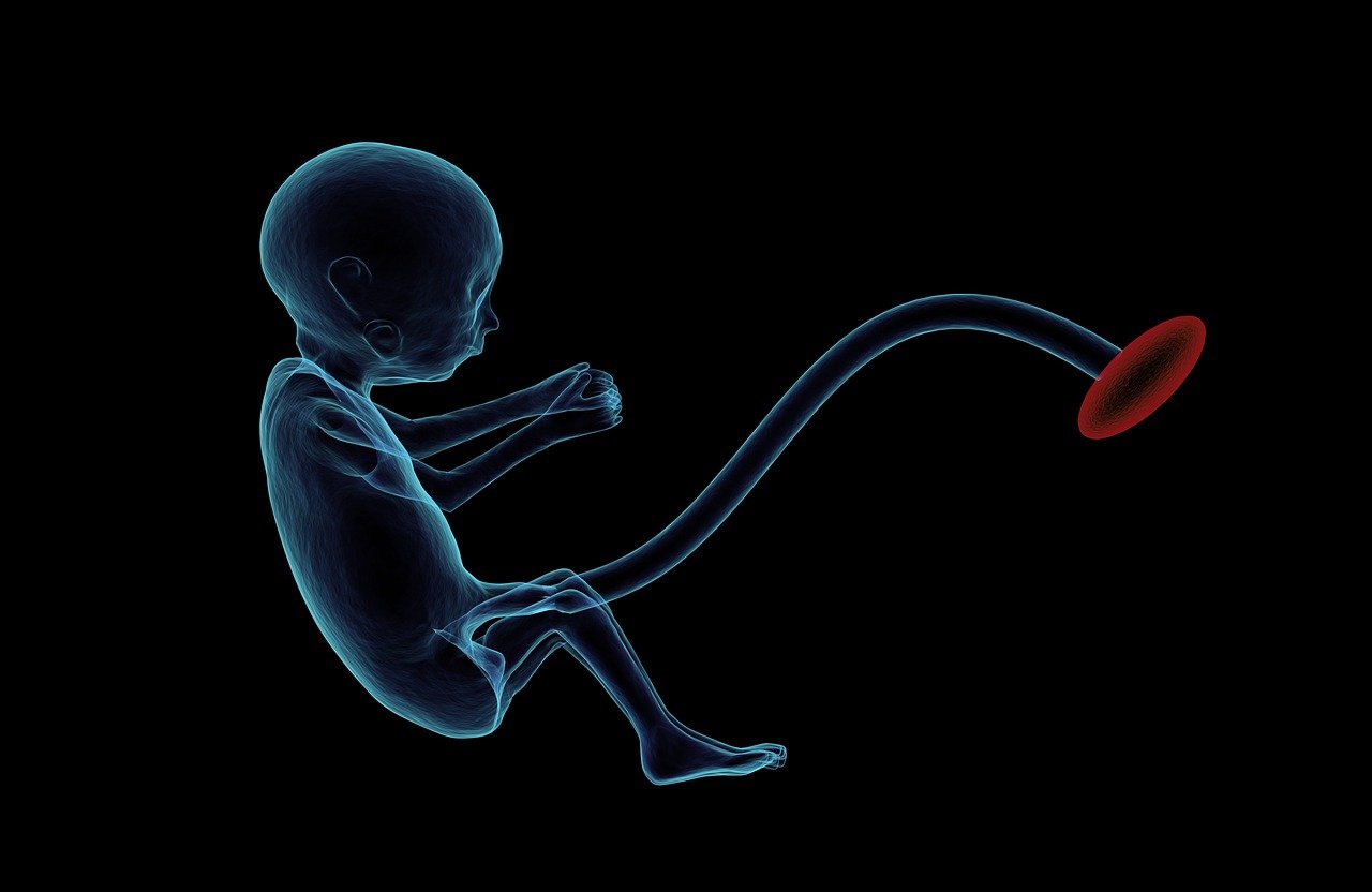 Embryo and Fetus