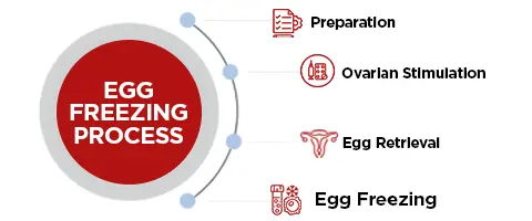 Egg Freezing Process